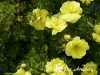 Sidabražolė krūminė 'Double Punch Gold' (lot. Potentilla fruticosa)